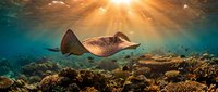 Majestic stingray gliding over vibrant coral reef in crystal clear tropical waters with dramatic sunbeams piercing through ocean surface creating magical underwater scene.