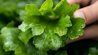 Fresh green geranium leaves with water droplets held by fingers in garden setting, showing detailed texture and natural moisture on vibrant foliage.