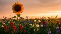 Sunflower stands tall among colorful wildflowers in field during golden sunset hour creating warm natural landscape for agriculture and nature themes.
