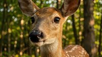 Young spotted deer fawn portrait in natural forest habitat with soft bokeh background for wildlife and nature photography projects.