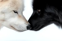 Close-up portrait of white and black wolves facing each other nose to nose against white background, showing contrast in fur colors and intimate animal behavior.