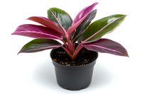 Stromanthe sanguinea houseplant with vibrant pink and green variegated leaves growing in black plastic pot, isolated on white background for gardening designs.