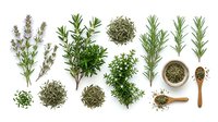 Fresh and dried culinary herbs collection with rosemary, thyme, oregano and lavender sprigs arranged on white background for cooking and seasoning.