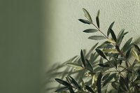 Olive tree branch casting natural shadow on textured wall creating minimalist botanical composition for interior design and wellness concepts.