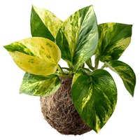 Pothos plant with variegated green and yellow leaves in coconut fiber pot isolated on white background for home decor and gardening projects.