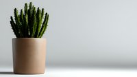 Green columnar cactus plant in minimal beige ceramic pot against light gray background, modern minimalist home decor and houseplant styling for interior design.