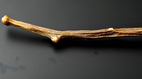 Dried brown tree branch with natural knots and texture against dark background, showing organic wood patterns and natural form. Suitable for nature designs.