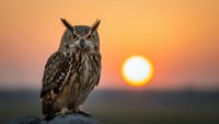 Majestic eagle owl perched on rock during golden sunset hour with warm orange sky background. Wildlife photography capturing nocturnal bird of prey in natural habitat.