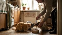 Senior man feeding orange tabby cat from bowl in cozy kitchen interior with natural sunlight streaming through window creating warm domestic scene.