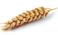 Golden wheat ear isolated on white background, showcasing mature grains ready for harvest. Agricultural crop symbolizing abundance and nutrition.