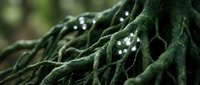 Fresh green kale leaves with water droplets after rain, organic vegetable close-up macro photography for healthy eating and nutrition concepts.