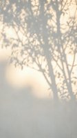 Soft tree branch shadows cast on neutral wall creating natural light patterns for minimalist interior design and organic home decor backgrounds.