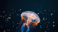 Translucent jellyfish floating gracefully in dark ocean water with glowing tentacles and sparkling bokeh lights creating magical underwater atmosphere.