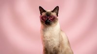 Stylish Siamese cat wearing trendy pink sunglasses against soft pink background. Cool feline portrait for pet fashion and lifestyle content.