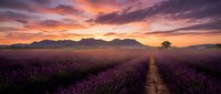 Lavender field at sunset with purple flowers in rows, dramatic orange and pink sky, mountains in background, single tree on horizon, peaceful rural landscape.