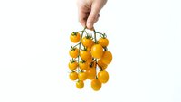 Hand holding fresh yellow cherry tomatoes on vine against white background for healthy eating and organic food concepts.