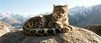 Snow leopard resting on rocky outcrop with majestic mountain range backdrop. Wild cat in natural habitat showcasing spotted fur pattern and piercing gaze.