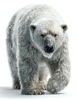 Majestic polar bear walking forward on white background, isolated wildlife portrait for conservation awareness and educational materials.
