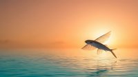 Flying fish leaping above calm ocean water during golden sunset with warm orange and turquoise colors creating peaceful seascape atmosphere.