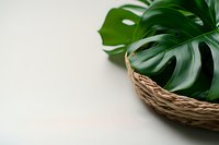 Fresh monstera deliciosa leaf in woven basket against white background, minimal composition for natural home decor and botanical styling.