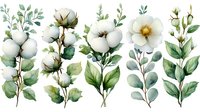 Watercolor cotton flowers and eucalyptus branches with green leaves arranged in botanical composition on white background, ready for design use.