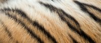 Tiger fur texture with distinctive black stripes on warm golden-brown background, suitable for wildlife design, animal pattern projects, and nature-themed graphics.