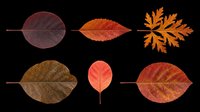 Autumn leaves collection isolated on transparent background, ready for t-shirt design, clipart, stickers, sublimation and print-on-demand projects.