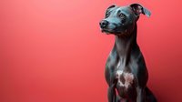 Italian Greyhound puppy with sleek dark coat sitting attentively against coral pink background, studio portrait showcasing elegant profile and pointed ears.