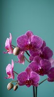 Purple orchid flowers with intricate patterns blooming on stem against turquoise background for spa wellness and botanical decoration projects.