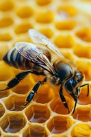 Macro shot of honey bee on golden honeycomb cells showing detailed wing structure, body segments and antennae. Natural beekeeping and honey production concept.