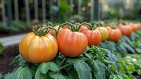 Fresh ripe heirloom tomatoes growing on green plants in organic garden, selective focus on foreground fruits showing natural texture and color gradation.