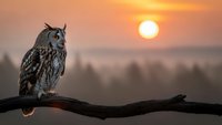 Majestic owl perched on branch during golden sunset with warm orange sky and blurred landscape background creating peaceful wildlife scene.