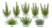 Fresh rosemary herb varieties collection showing different cultivars including upright and prostrate types with green needle-like leaves on white background.