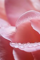 Delicate pink rose petal with morning dew drops in macro photography, showing gentle curves and water droplets against soft blurred background.