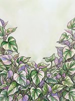Botanical illustration of flowering plants with purple blooms and green foliage arranged along bottom border, leaving open cream space above for text or design placement.