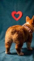 Adorable ginger corgi puppy with red heart symbol on blue background expressing love and affection for Valentine's Day celebration.