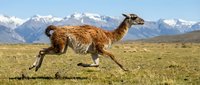 Wild llama running across mountain grassland with snow-capped peaks in background, showcasing natural wildlife behavior in high altitude Andean landscape.
