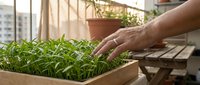 Person with medium skin tone tending to fresh green seedlings in wooden planter boxes on urban balcony with city view, ideal for gardening, sustainability, and urban farming content.