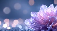 Purple flower with water droplets on petals against soft bokeh background creates dreamy romantic atmosphere for wellness and nature designs.