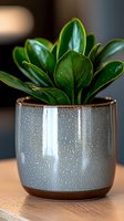 Small green houseplant with glossy leaves growing in modern ceramic pot with textured gray surface and copper rim on wooden table for home decor.