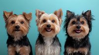 Three Yorkshire Terrier dogs sitting in a row against turquoise background, showcasing their distinctive facial features and expressive eyes.