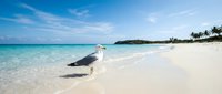 Seagull standing on pristine white sand beach with crystal clear turquoise water and tropical coastline under blue sky with white clouds in paradise setting.