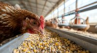 Brown hen eating grain feed in modern poultry farm with other chickens in background, sustainable agriculture and organic farming concept.