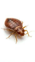 Reddish-brown bed bug isolated on white background, showing detailed segmented body and legs, suitable for pest control, educational, and medical illustration purposes.