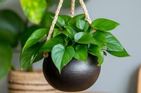 Green pothos plant in black ceramic hanging planter with rope hanger, indoor houseplant for home decor and air purification in modern interior setting.