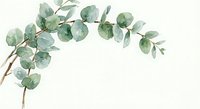 Watercolor eucalyptus branch with green leaves on white background, botanical illustration for wedding invitations and natural decor projects.