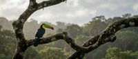 Colorful toucan bird perched on twisted tree branch in tropical rainforest canopy with lush green vegetation and misty atmospheric background.