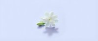 White jasmine flower with green bud on soft lavender background, minimalist floral composition for wellness, beauty, and aromatherapy designs.