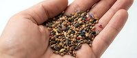 Caucasian hand holding a mix of colorful seeds and grains, showcasing natural diversity for agriculture, gardening, and nutrition concepts.