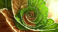 Vibrant spiral pattern of green and brown leaves creating natural fractal design with dramatic lighting effect and intricate detail. Macro nature photography style.